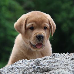 Labrador Retriever Puppies from Ivy Leash Labradors