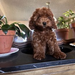 Bambi - Red female Assorted Doodle Crosses puppy in Hesperia, California from House of Poodles