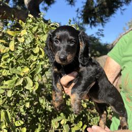 Twix - Brindle male Dachshund puppy in Norco, California from Norco dachshunds