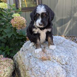 Jackson - Tri-color male Bernedoodle puppy in Beach City, Ohio from Blue Cloud Doodles