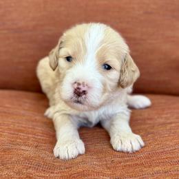 Jinx - Yellow and white female Bernedoodle puppy in Springville, Utah from Oodles of Bernedoodles