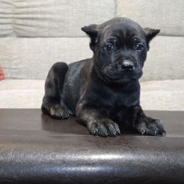 Shadow - Black male Cane Corso puppy in Elkhart, Indiana from Martins Almighty Cane Corsos