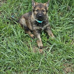 German Shepherd Puppies from Von Thomson Haus