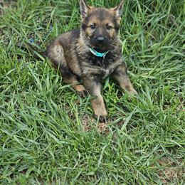 German Shepherd Puppies from Von Thomson Haus
