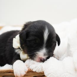 Waffle - Black tri male Miniature American Shepherd puppy in Elmwood Park, Illinois from HuskiesAndGoldensWithFinesse