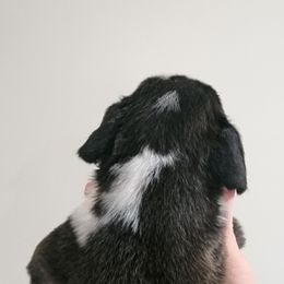 Boxer Puppies from Coast to Coast Boxers