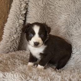 Tanner - Red & white male Toy Australian Shepherd puppy in Jaroso, Colorado from Heaven Sent Aussies