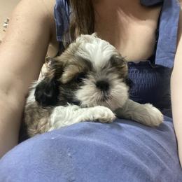 Shih Tzu Puppies from Tiny Bubbles Shih Tzus