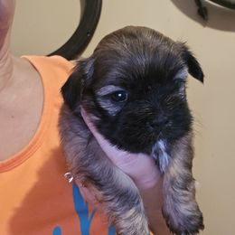Boy darker - Brindle male Shih Tzu puppy in Lebanon, Missouri from Anna's Babies in the Midwest