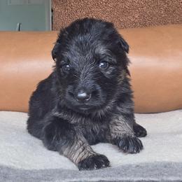 Lydia - Black and red female German Shepherd puppy in Columbus, Indiana from Stony Lonesome GSD