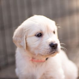 Golden Retriever Puppies from Big Rock Goldens