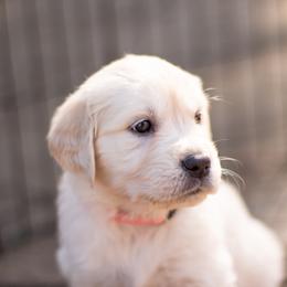 Golden Retriever Puppies from Big Rock Goldens
