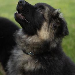 German Shepherd Puppies from Von Becks German Shepherds