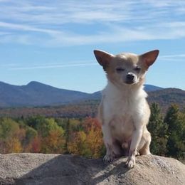 Chihuahuas from Bella's Little Angels