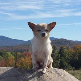 Chihuahuas from Bella's Little Angels