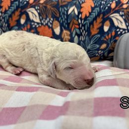 Sage - Cream male Poodle puppy in Aurora, Colorado from Chiaroscuro Kennel