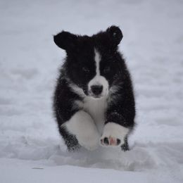 Australian Shepherd and Collie Puppies from Nicara kennel
