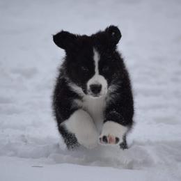 Australian Shepherd and Collie Puppies from Nicara kennel