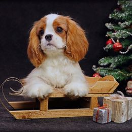 Amour - Cavalier King Charles Spaniel