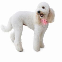 Bunnie - Goldendoodle