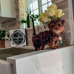 Bernedoodle, Cavapoo, Cavapoochon, Goldendoodle, Poodle, and Yorkipoo Puppies from Anchor Dogs