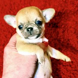 Mila - Fawn female Chihuahua puppy in Allentown, Pennsylvania from Tsunami Cockers & Chihuahuas
