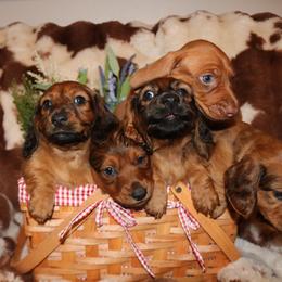 Dachshund Puppies from The Mini Weenies