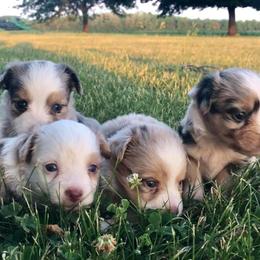 Toy Australian Shepherd Puppies from Kickapoo Creek Aussies