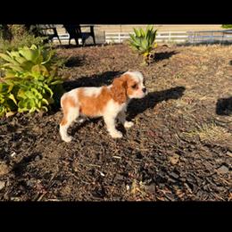 Winston - Blenheim male Cavalier King Charles Spaniel puppy in Encinitas, California from Seaside Cavaliers