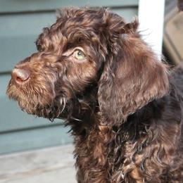 Ziti - Chocolate female Labradoodle puppy in Lanexa, Virginia from Lees Reach Farm