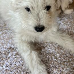 Henry - White male Poodle puppy in West Richland, Washington from PNW PAWS