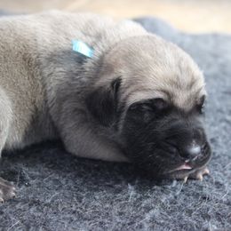 Mastiff Puppies from Fire Creek Mastiffs