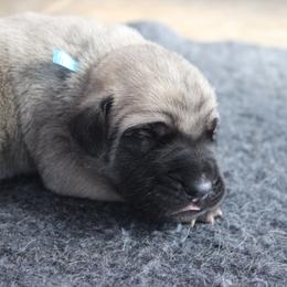 Mastiff Puppies from Fire Creek Mastiffs