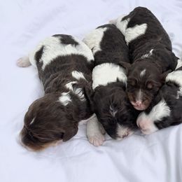 Springerdoodles from Evalina Miller's Spaniels