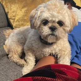 Mango - Shih Tzu