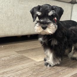Rocky - Black and silver male Miniature Schnauzer puppy in Magalia, California from NorCal Schnauzers