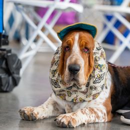 Juno - Basset Hound