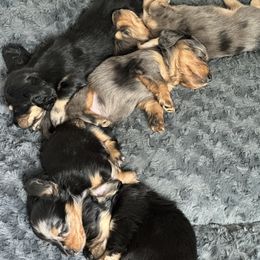 Dachshund Puppies from JAM Doxies