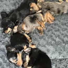 Dachshund Puppies from JAM Doxies