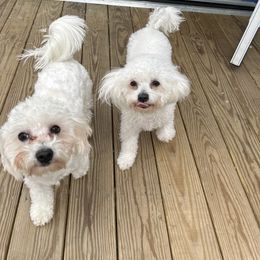 Josie - Coton de Tulear