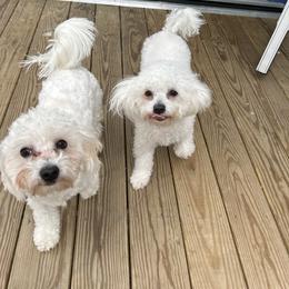 Josie - Coton de Tulear