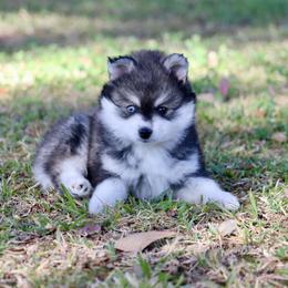 Stud Muffin - Black and white male Pomsky puppy in Denham Springs, Louisiana from Bayouland Pomskies