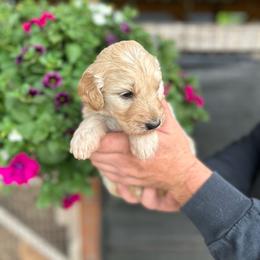F1 Goldendoodle Aqua collar - Apricot female Goldendoodle puppy in Rainier, Washington from Hanson’s NW Goldens & Doodles