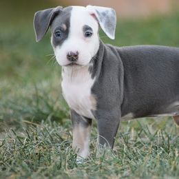 Girl 2 - Blue American Bully puppy in Oak Grove, Kentucky from Warhorse Kennel