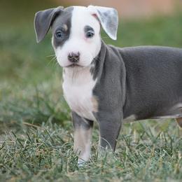 Girl 2 - Blue American Bully puppy in Oak Grove, Kentucky from Warhorse Kennel