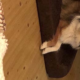 Shetland Sheepdogs from Dreamer’s Shelties