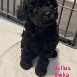 Dallas - Black female Yorkipoo puppy in Waldorf, Maryland from Luv My Yorkies, LLC