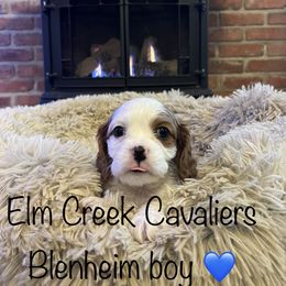 Cavalier King Charles Spaniel Puppies from Elm Creek Cavaliers
