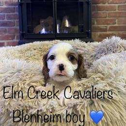 Cavalier King Charles Spaniel Puppies from Elm Creek Cavaliers