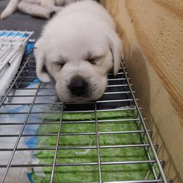 Labrador Retriever Puppies from The Labradors of Sycamore Farms